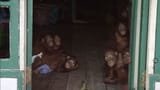 Screenshot_2021-01-14 Orangutan acrobatics at Audubon Zoo