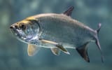 atlantic tarpon