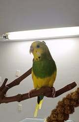 BirbExtraCute