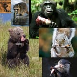 6 carnivoreholdingmeatinhandorhandswhileeatingillion hours in paint