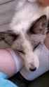 petting_platinum_fox_thumb.jpg