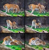 Tiger pounce composite sm