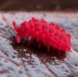 do-red-springtails-get-along-with-cubaris-pods-v0-wgw736ih56ic1