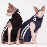 sphynx-cat-clothes-TrackDuo_0901-sphynx-cat-wear