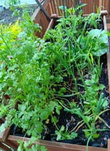raisedbed6_9_25