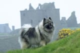 keeshond fur