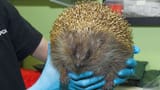 skynews-hedgehog-zepplin-spca_4279811