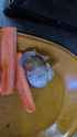 shell2_thumb.jpg