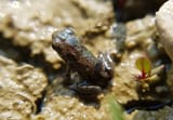 froggy