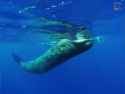 Sperm Whale spin_thumb.jpg