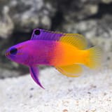 620-product-60d3b5b81af0a-royal-gramma-basslet