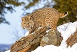 ShutterStockBobcat2-scaled-2879571160