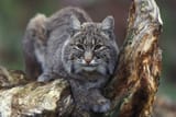 bobcat-1838209991