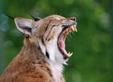 lynx-or-bobcat-3744965201