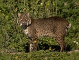 bobcat2