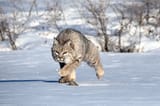 bobcat 3