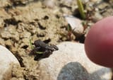 lookafrog
