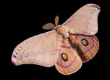 Emperor_Gum_Moth