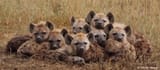 02_01_hyenas-header_red_c2