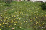 flowering lawn