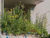 native-plants-balcony-through