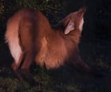 leggies