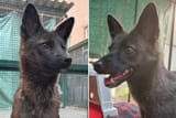 Dogxim
