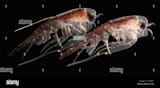 a-pair-of-hyperiid-amphipod-hyperia-macrocephala-southern-ocean-antarctica-DYBBF1