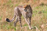 Cheeta-feature