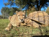 carsonspringswildlife posts 2023-10-24 12.52 Cyyfe7SuYQt_4_5 395199294_1797461994042399_7852647935009353756_n