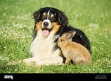 dwarf-rabbit-sitting-next-to-an-australian-shepherd-on-a-flowering-B3ME2T