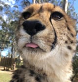 cheetah_blep2