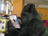 Koko_looks_at_DVDs-1024x768