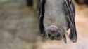Fruit bat’s echolocation may work like sophisticated surveillance sonar_thumb.jpg