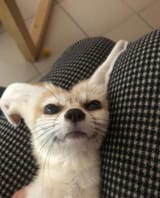 devious_fennec