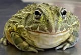 bullfrogs-endangered-jwvh