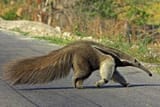 images - 2025-06-12T143820.494