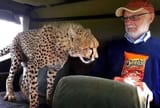 cheetos