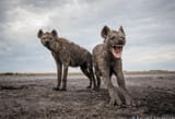 hyena_yawn