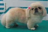 SlugDog