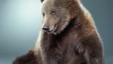 Bear-Wallpapers