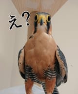 1736268575620486