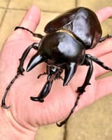 Megasoma.rex