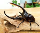 Dynastes.neptunus
