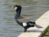 1200px-2021-05-05_Phalacrocorax_carbo_carbo,_Killingworth_Lake,_Northumberland_1-1[1]