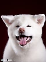 Japanese Akita