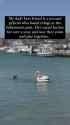 rapidsave.com_just_a_man_and_his_rescued_pelican_being_pals-je19kxi0nkle1-360_thumb.jpg