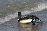 Loon pushes Off into water4WEB