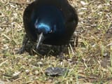 pissedoffgrackle