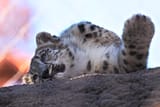 IMG_2444-SP1